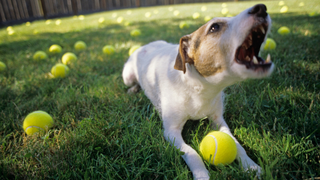 Enlightened dog responds to human inanities with "blah blah blah"